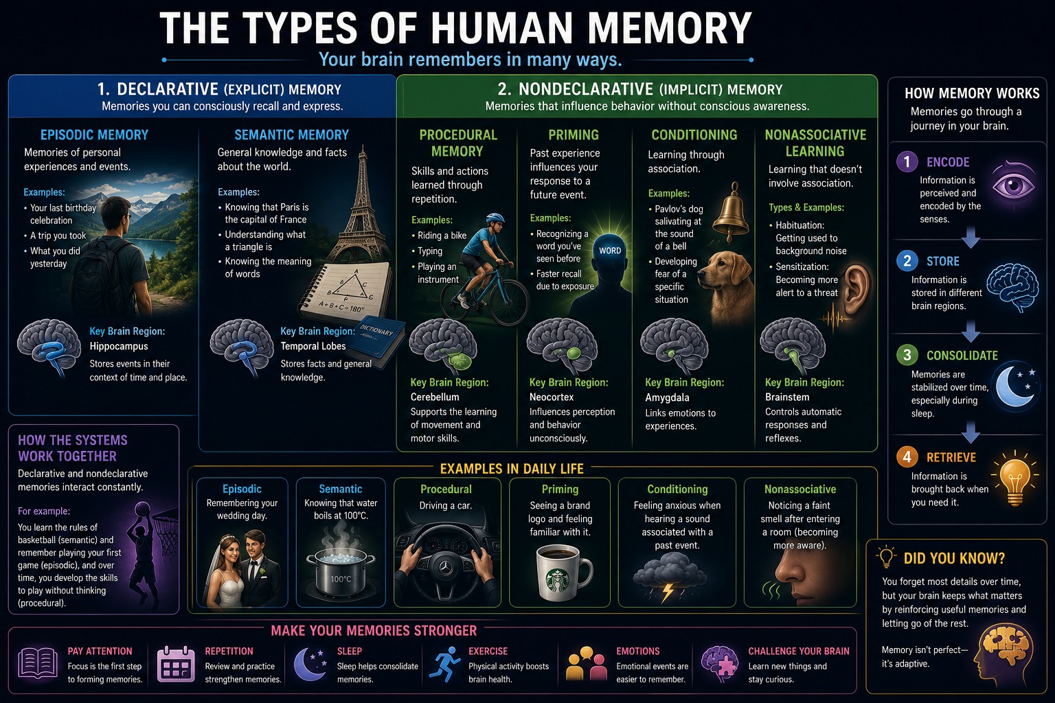 Types of human memory explained.