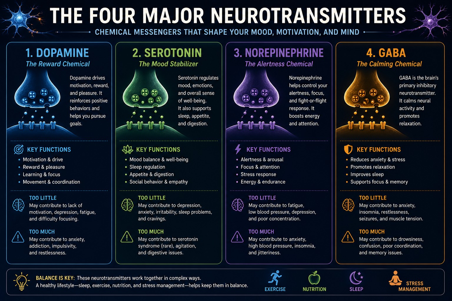 The four major neurotransmitters and their functions.