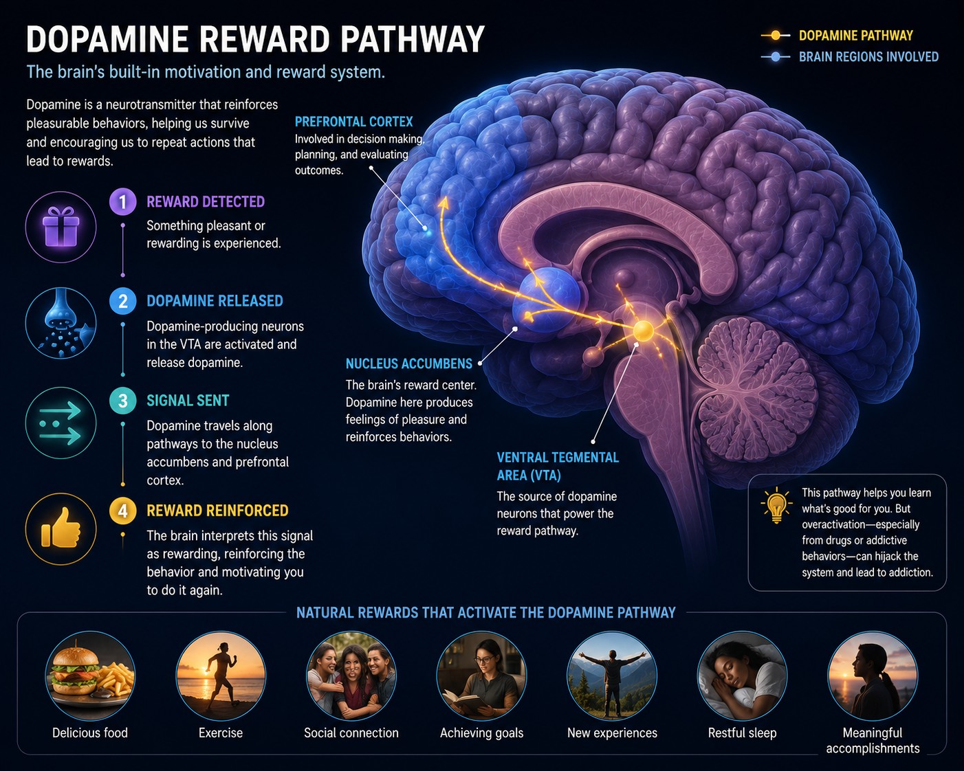 The dopamine reward pathway — the brain's built-in motivation system.