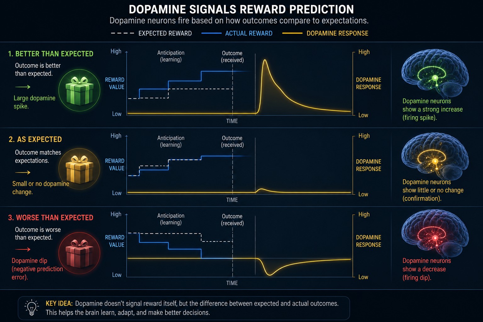 Dopamine signals reward prediction — neurons fire most strongly when outcomes exceed expectations, and decrease when expected rewards fail to appear.