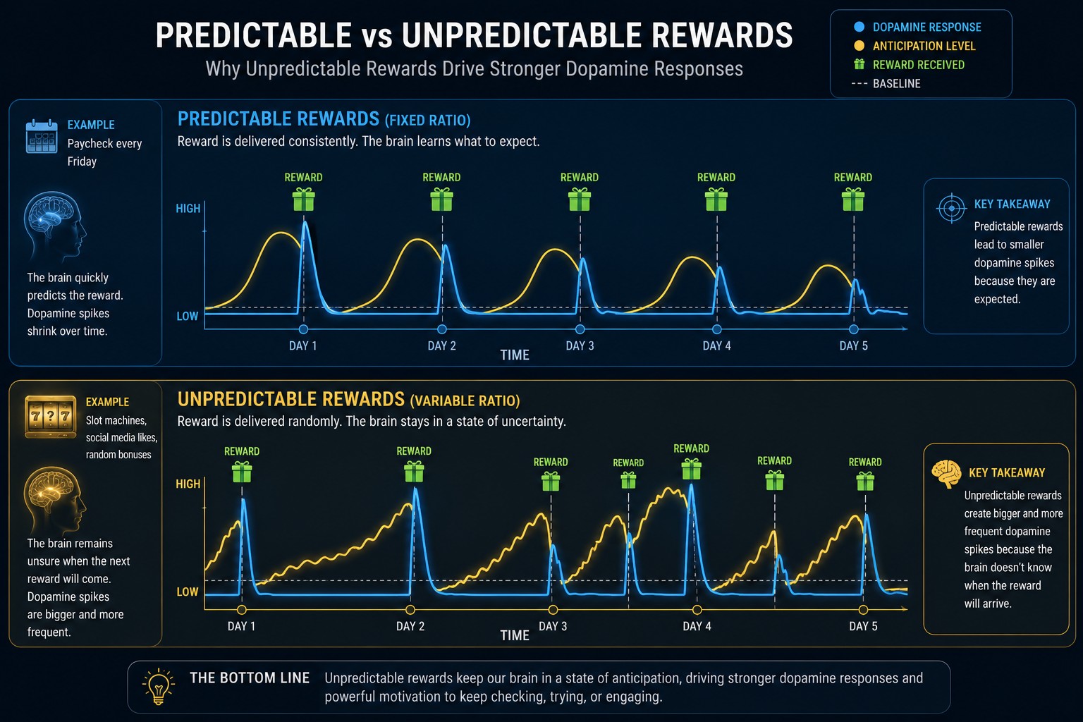 Predictable vs. unpredictable rewards — variable reinforcement produces the largest dopamine-related anticipation peaks.