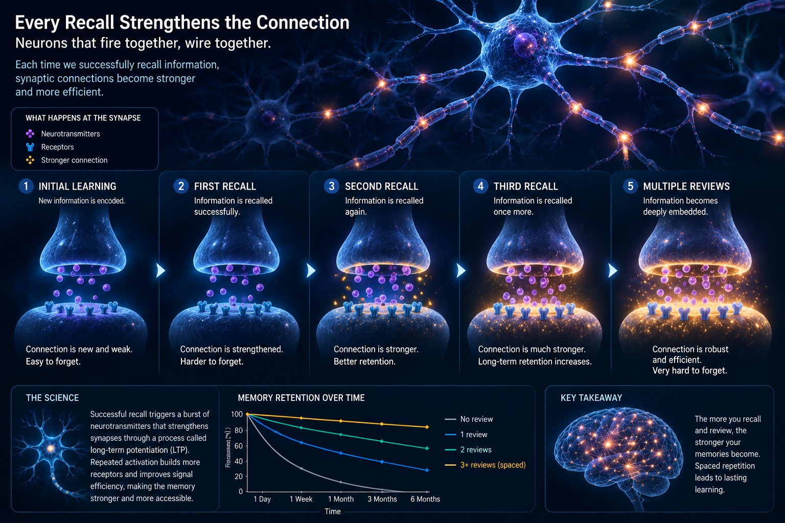 Scientific illustration of neurons strengthening their synaptic connections after each successful recall session. Glowing synapses become progressively stronger across multiple reviews.