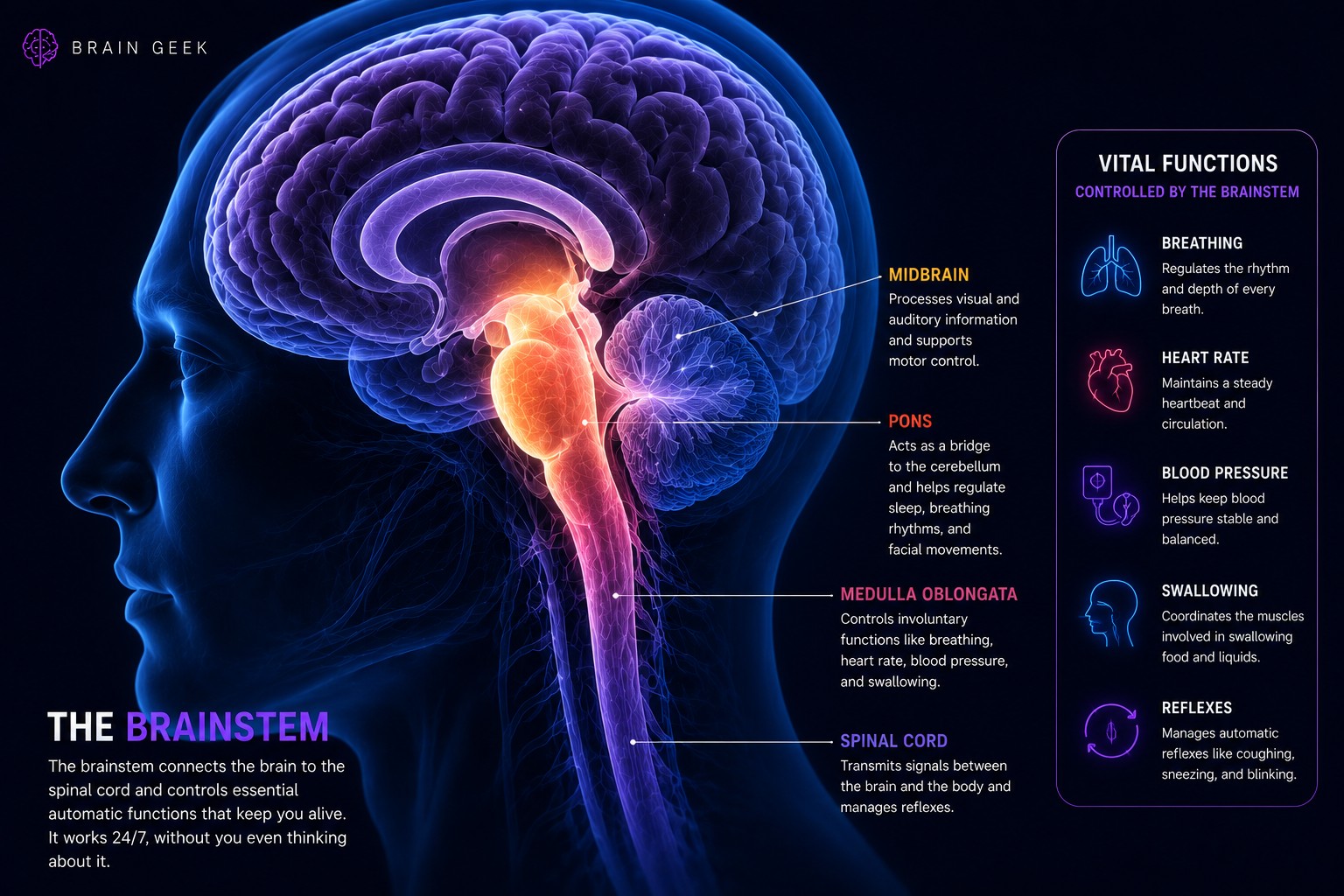 The brainstem — vital life-support functions.
