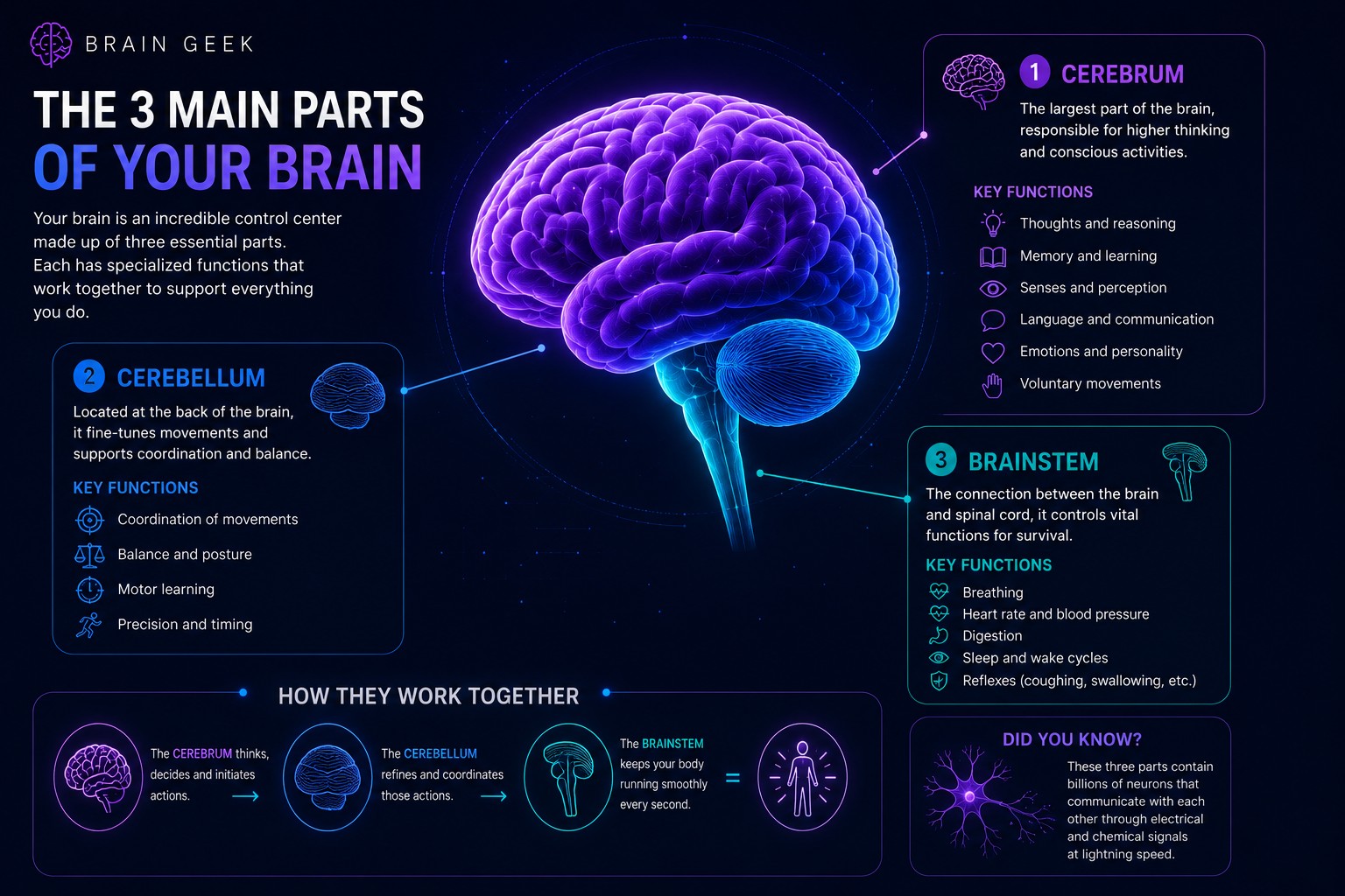 Overview of the cerebrum, cerebellum and brainstem with their key functions.