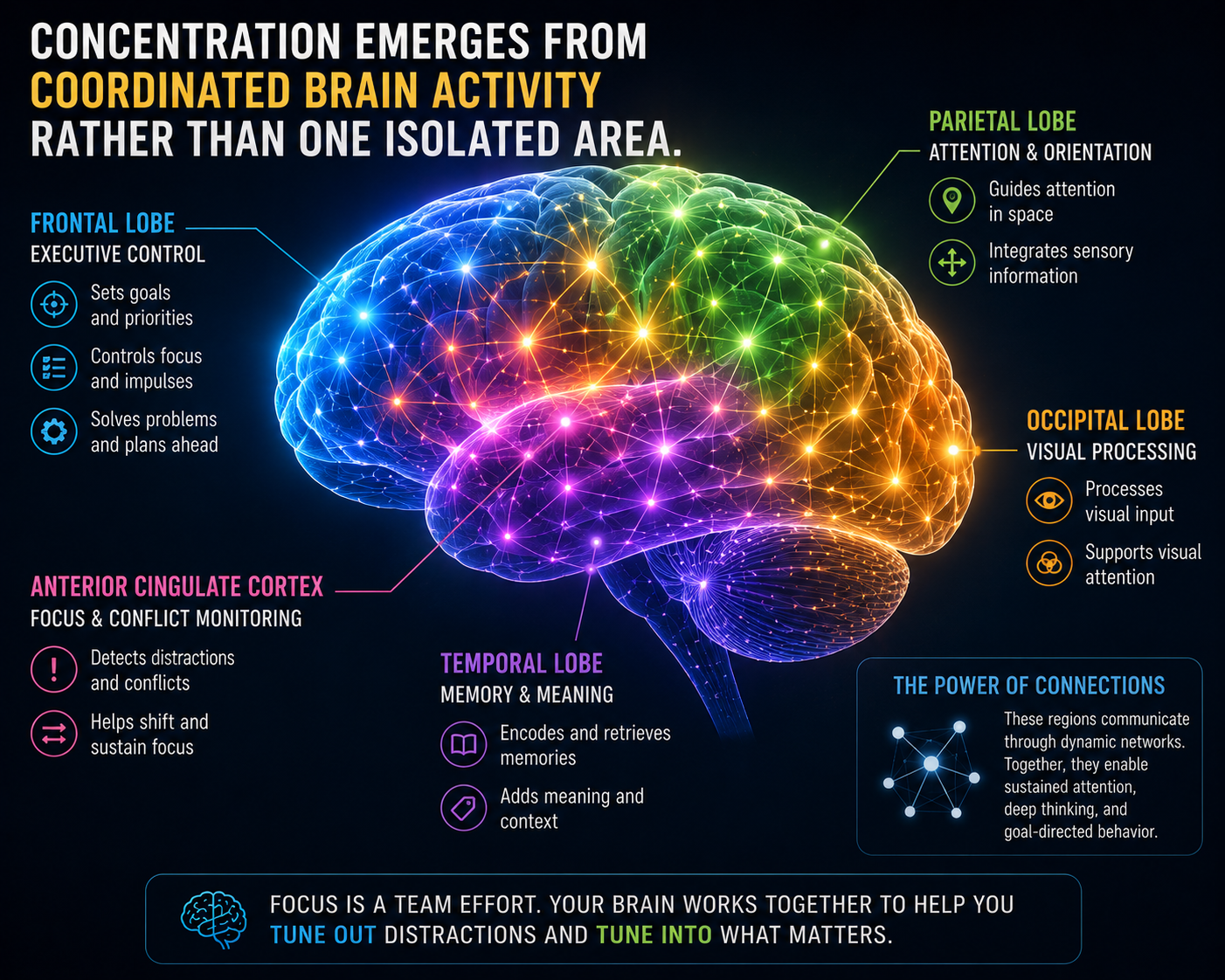 The brain networks behind concentration — frontal lobe, anterior cingulate cortex, parietal, temporal and occipital lobes working together.