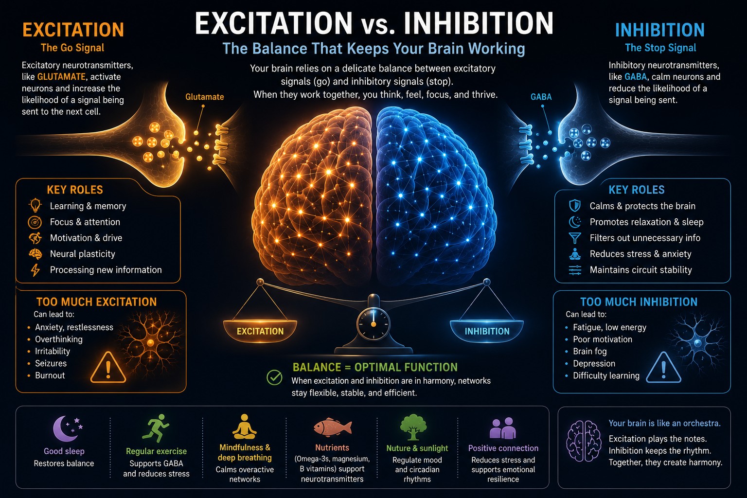 Excitation vs. inhibition — the balance that keeps your brain working.