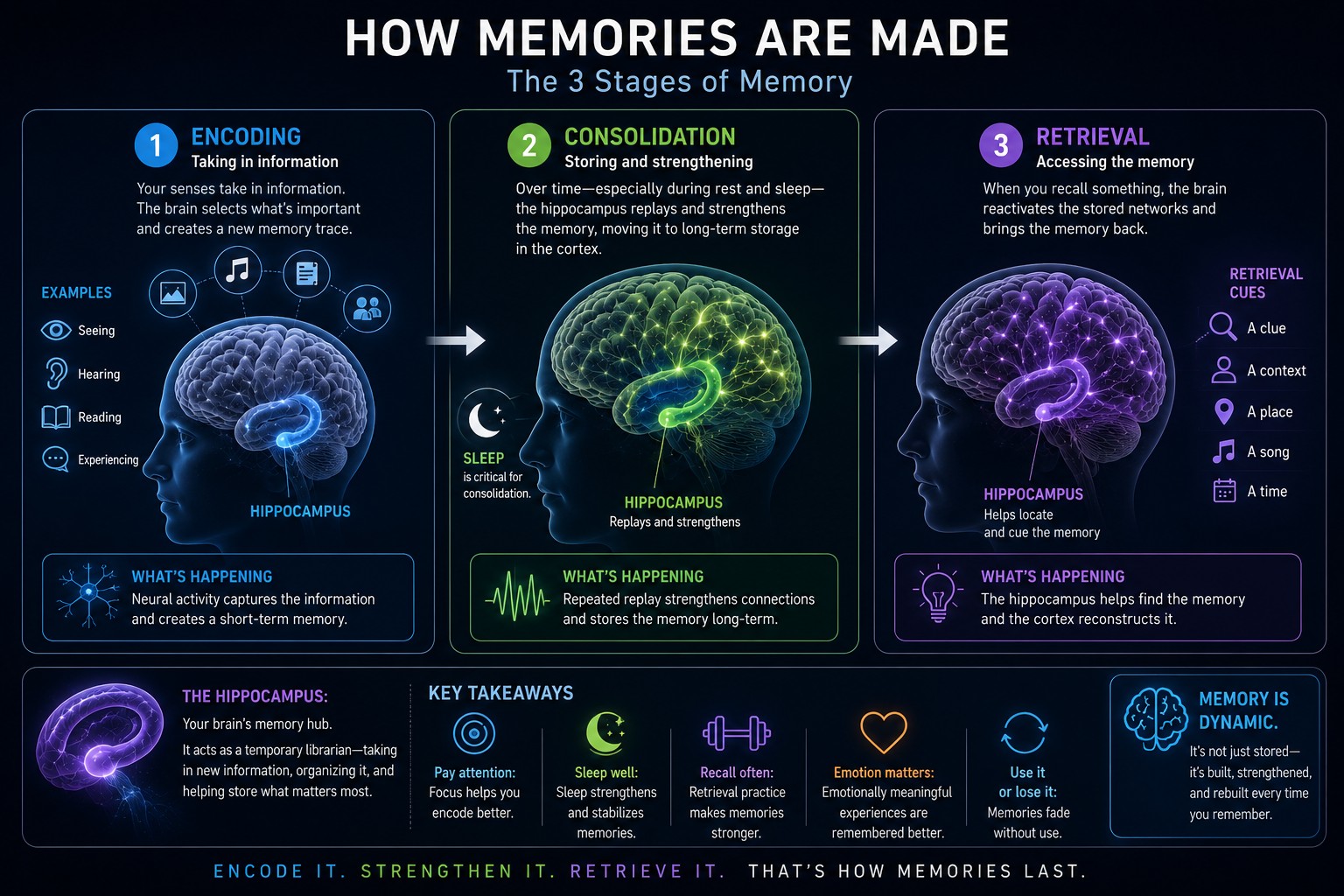 How memories are made — the three stages of memory: encoding, consolidation, and retrieval, with the hippocampus as the brain's memory hub.