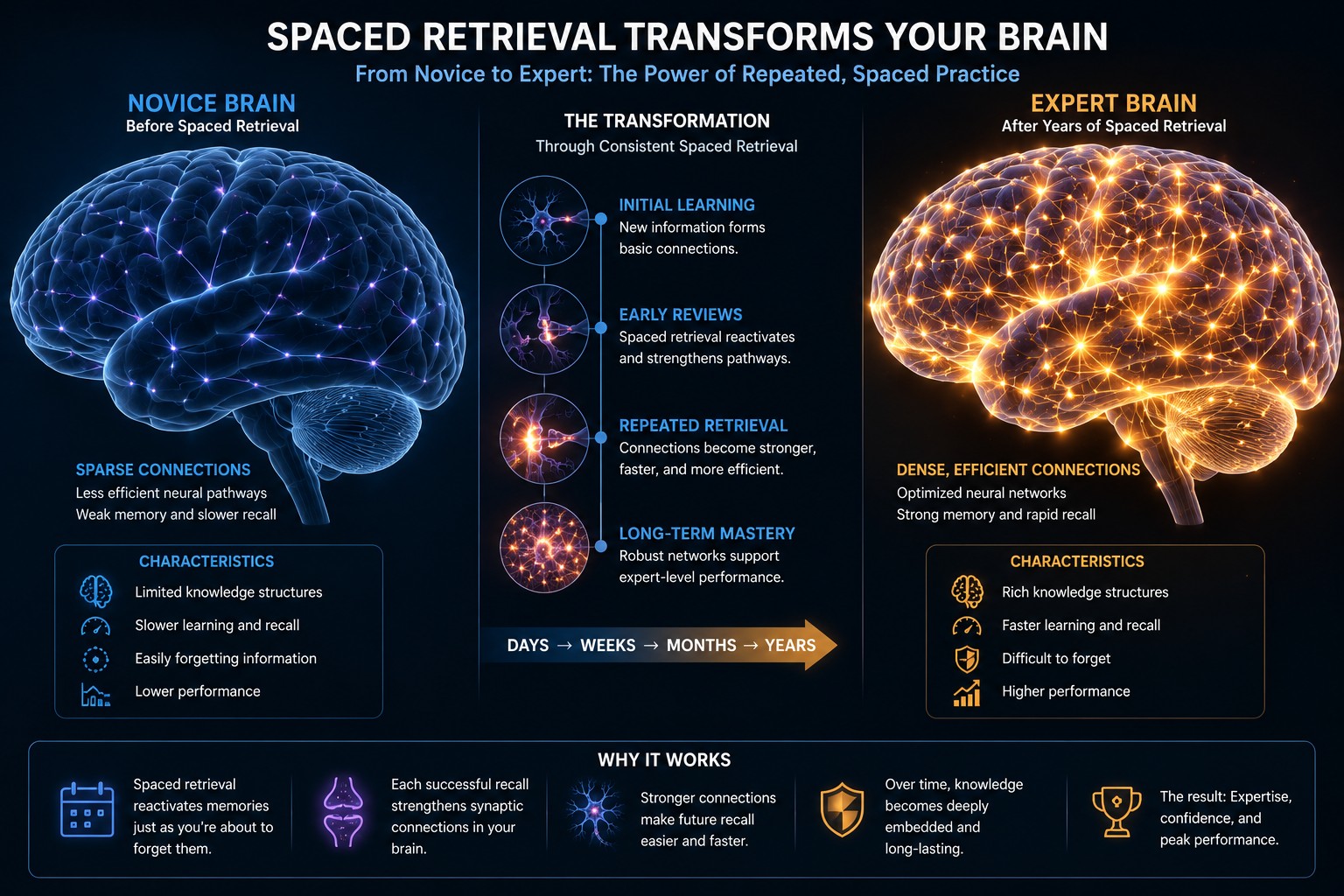 A novice brain with sparse neural connections versus an expert brain with dense, brightly connected neural networks built through years of spaced retrieval.