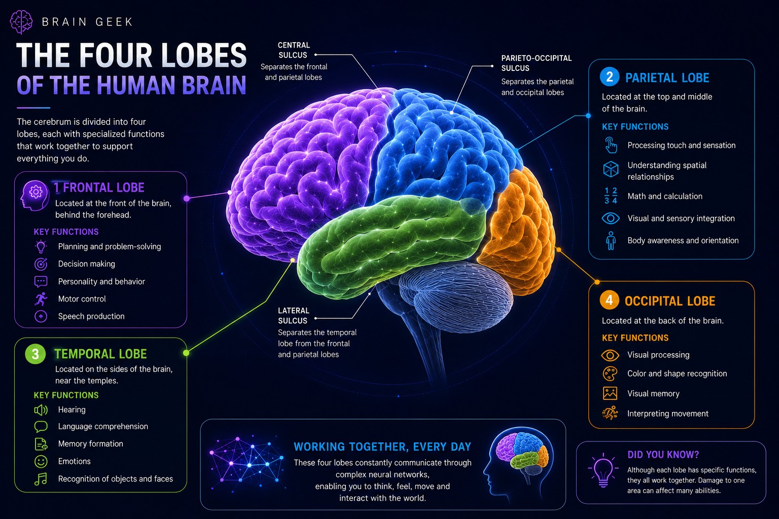 The four lobes of the human brain, with color-coded functions.