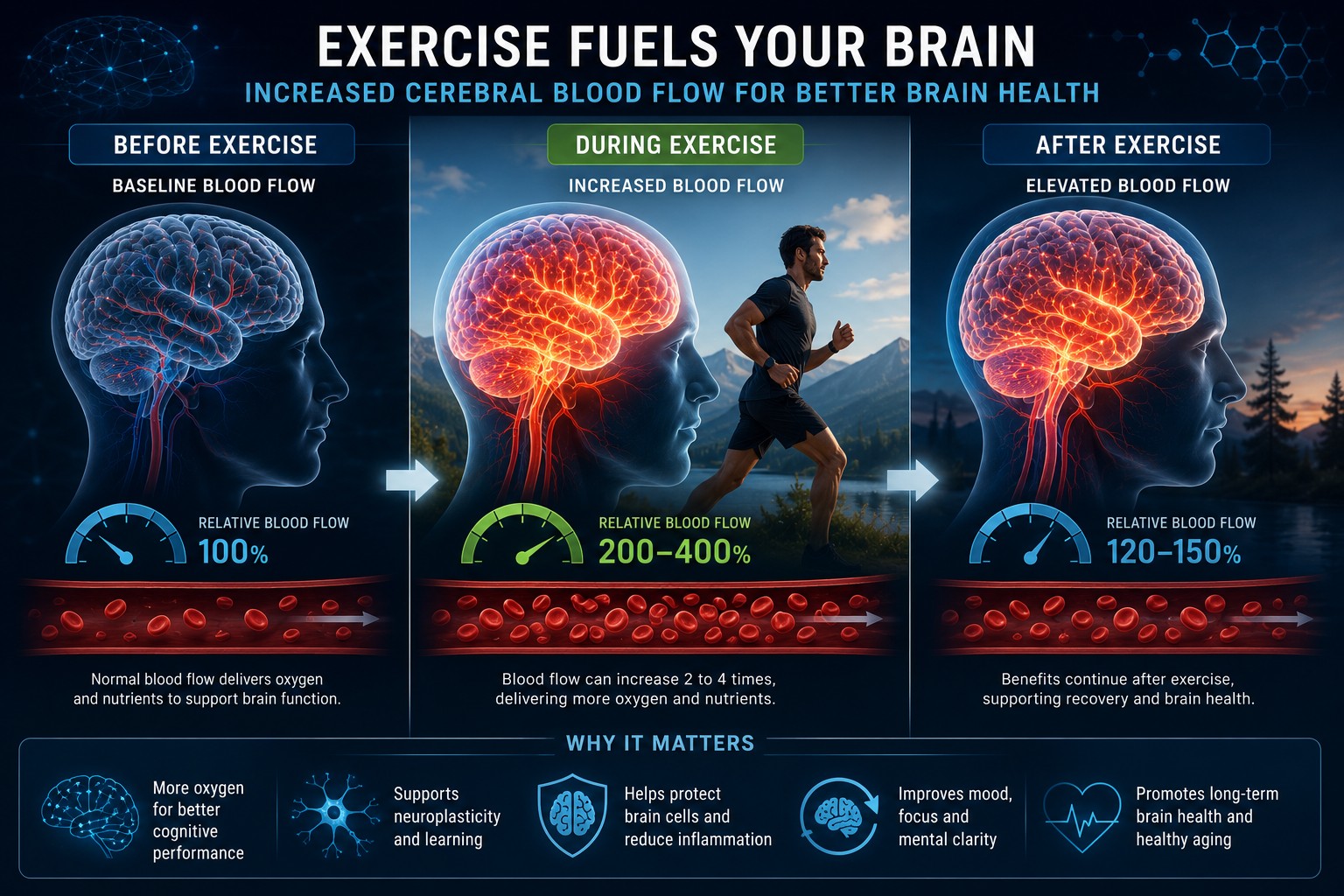 Illustration showing increased cerebral blood flow before, during and after exercise.
