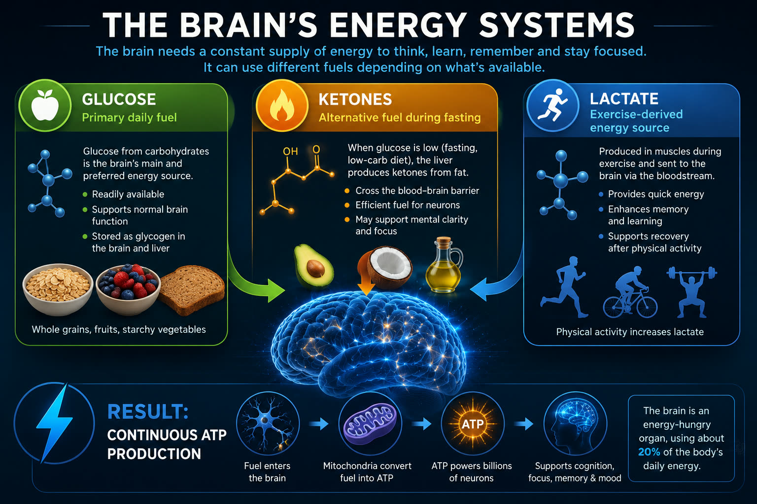 The Brain's Energy Systems — glucose as primary daily fuel, ketones as alternative fuel during fasting, and lactate as an exercise-derived energy source powering billions of neurons.